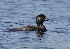 Musk Duck